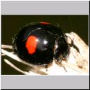 Chilocorus renipustulatus - Schildlaus-Marienkaefer 02.jpg